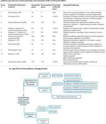 Novel Knowledge-Based Transcriptomic Profiling of Lipid Lysophosphatidylinositol-Induced Endothelial Cell Activation